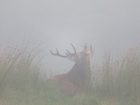 Two weeks of prime west coast Argyll hill stalking for Red stags – Kirnan Estate